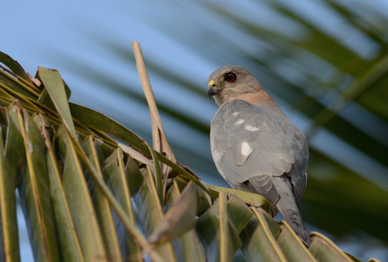 A small shikra bird of prey with grey and white plumage perched on a palm frond, set against a clear blue sky.