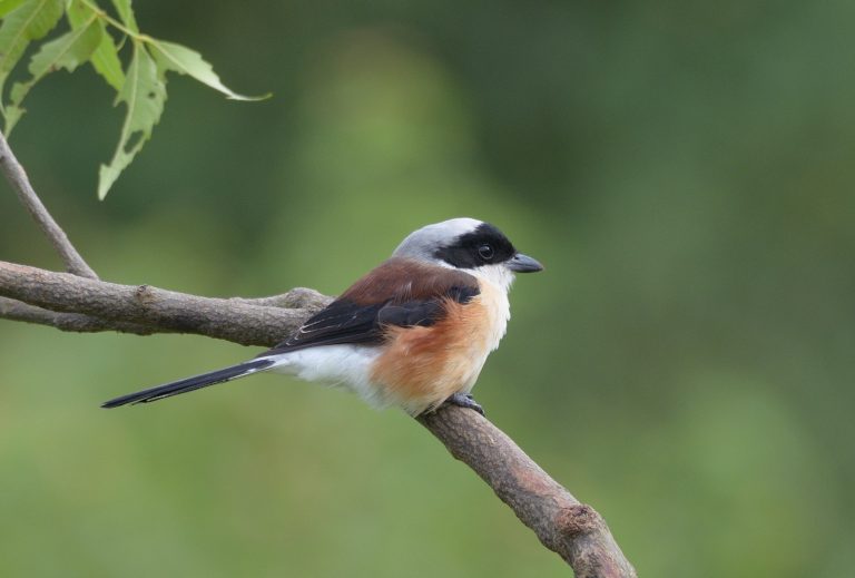 The long-tailed shrike or rufous-backed shrike is a member of the bird family Laniidae, the shrikes.