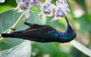 The purple sunbird is a small bird in the sunbird family. It occurs in parts of the Arabian peninsula and South and Southeast Asia.