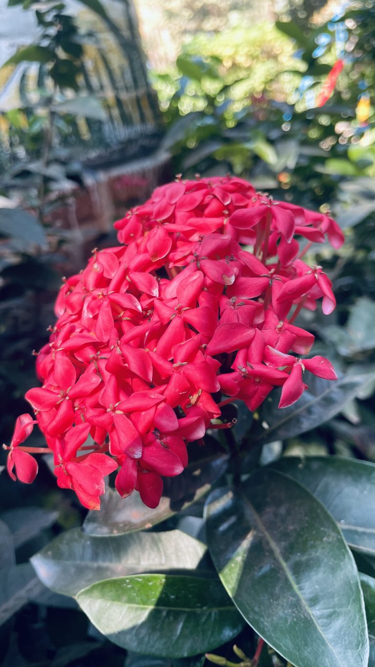 A vibrant cluster of red ixora flowers surrounded by lush green leaves in a garden setting.