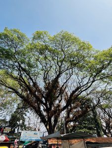 A large tree with a dense canopy of green leaves is shown against a clear blue sky.
