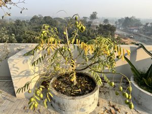 A hog plum tree growing in a round concrete planter on a rooftop terrace, with clusters of green olives hanging from yellowing branches and a misty morning cityscape in the background.
