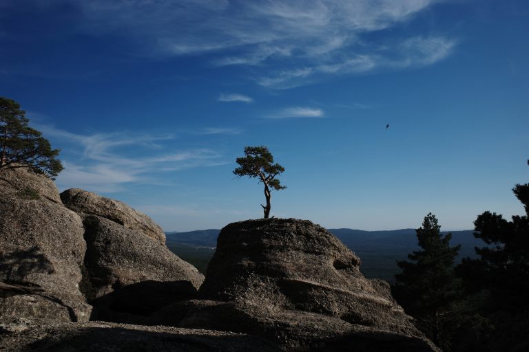 A tree on a rock in a landscape of mountains, pine forests and blue sky.