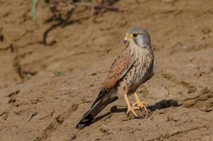 Common Kestrel Male