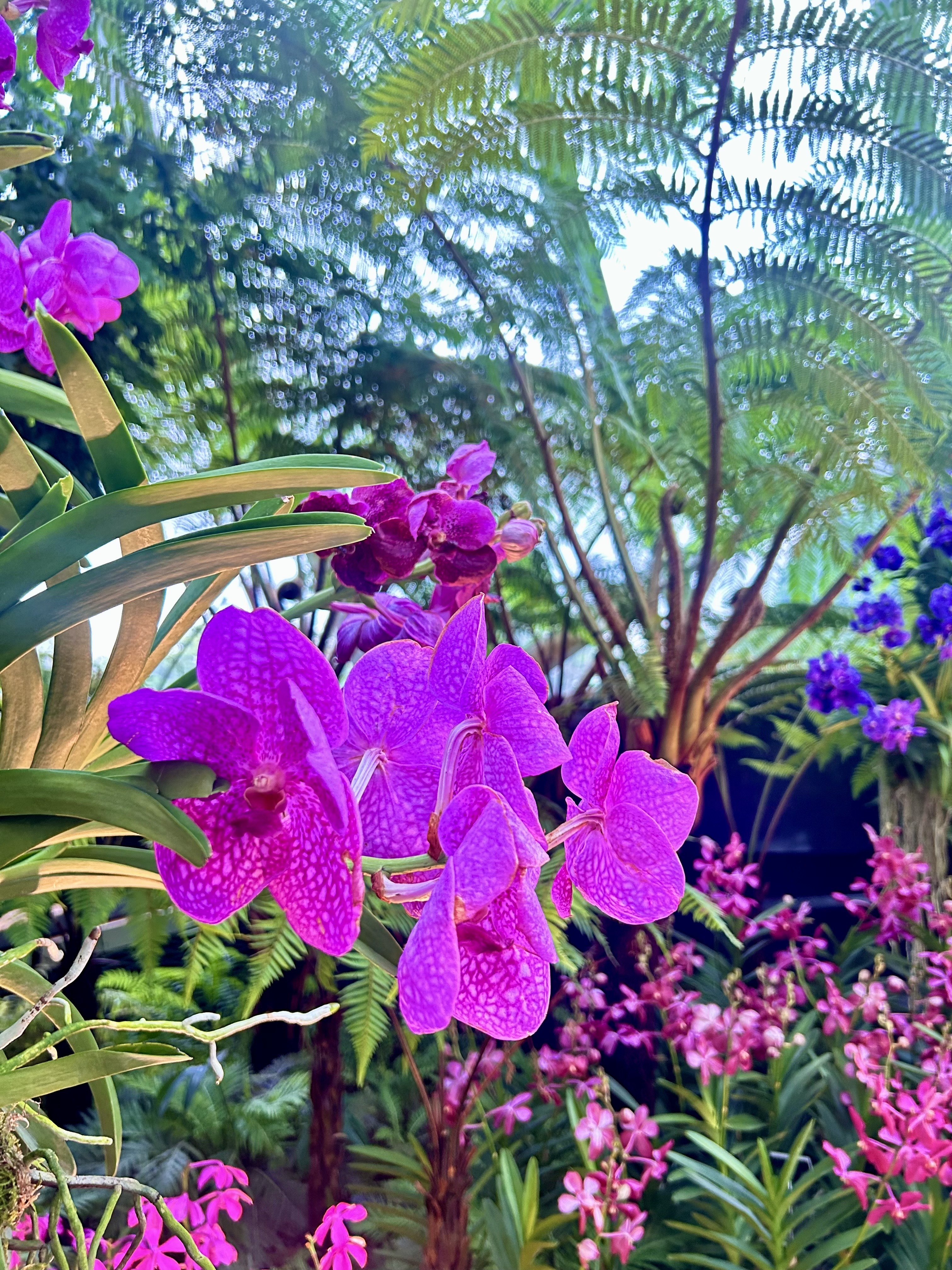 Vivid purple orchids are in the foreground, surrounded by lush green foliage and scattered pink flowers. The background features tall fern trees and a bright sky.