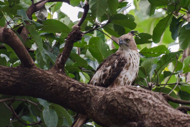 The crested hawk-eagle is a large bird of prey species of the family Accipitridae.