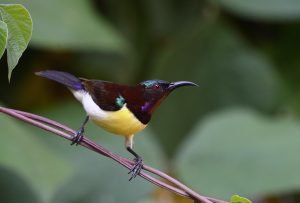 A sunbird with iridescent plumage, featuring a mix of green, purple, brown, and yellow, perched on a thin branch against a blurred green background.