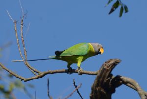 
A green plum-headed parakeet female with a grey head and orange beak perched on a tree branch against a clear blue sky.