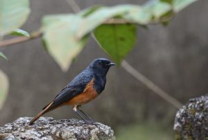 A small black redstart bird with dark plumage on its head and back and reddish-orange underparts, perched on a rocky surface with blurred green leaves in the background.