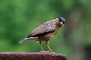 

A brown and black  brahminy starling bird with yellow legs and a sharp beak standing on a stone surface with a blurred green background