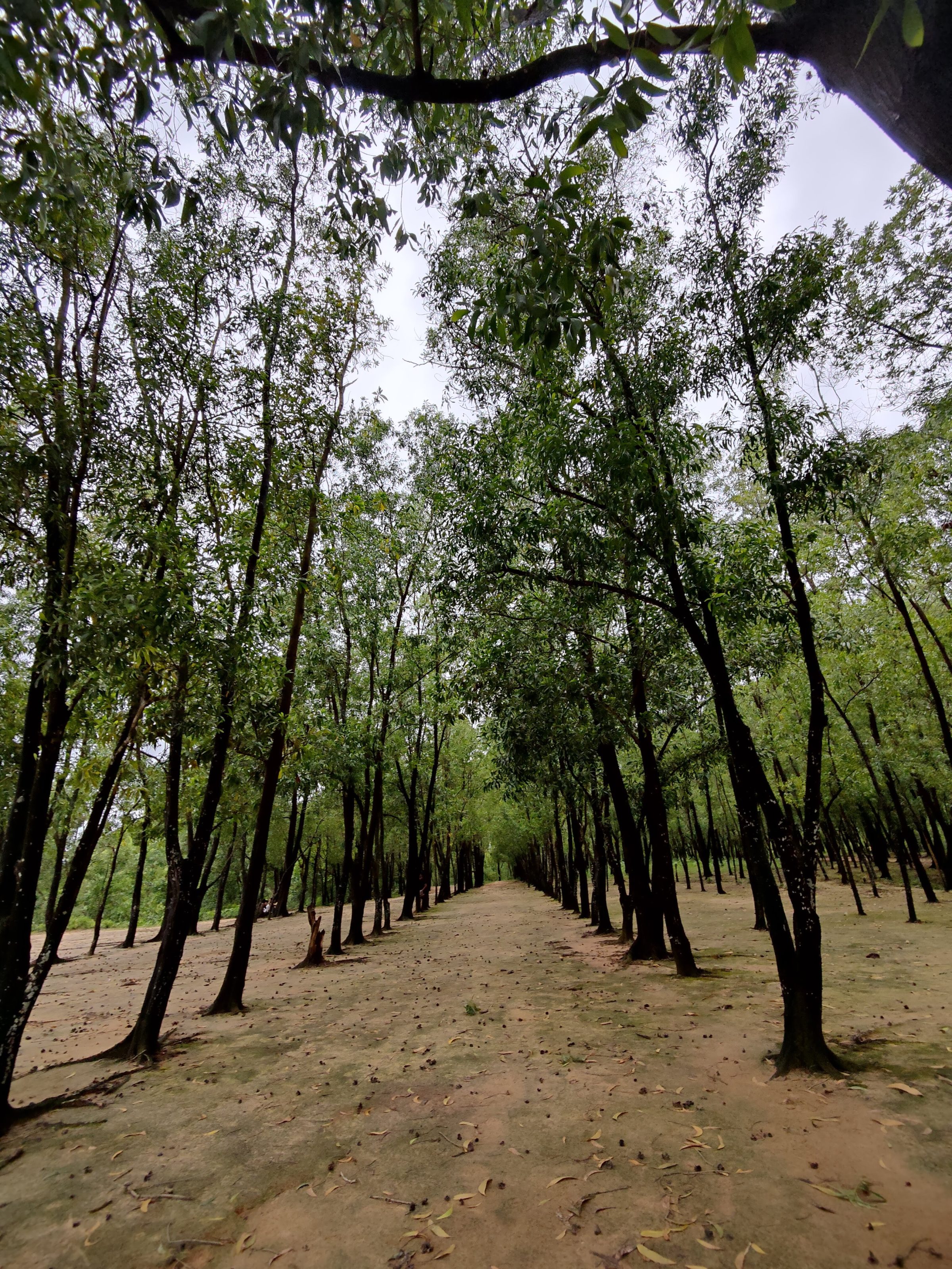 This serene forest trail features a mesmerizing tree-lined pathway, creating a natural green tunnel that invites exploration. The earthy ground, scattered with fallen leaves, enhances the untouched beauty of this scenic woods. A perfect escape for nature lovers and travel enthusiasts seeking peace in the wilderness.