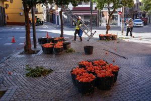 Two workers are collecting bitter oranges in Sevilla, Spain. There are several black plastic baskets filled with oranges and scattered leaves. One worker is carrying a ladder, while the other is using a tool to gather the oranges. 