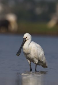 

A white eurasian spoonbill standing in shallow water with a long, spatula-shaped bill, against a blurred natural background.