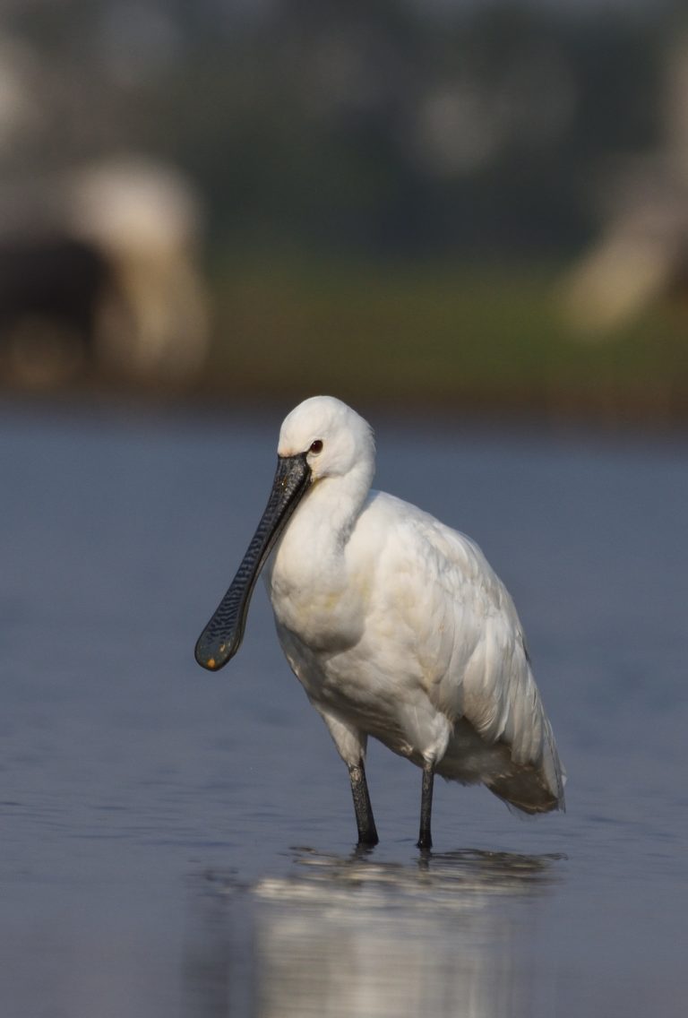 A white eurasian spoonbill standing in shallow water with a long, spatula-shaped bill, against a blurred natural background.