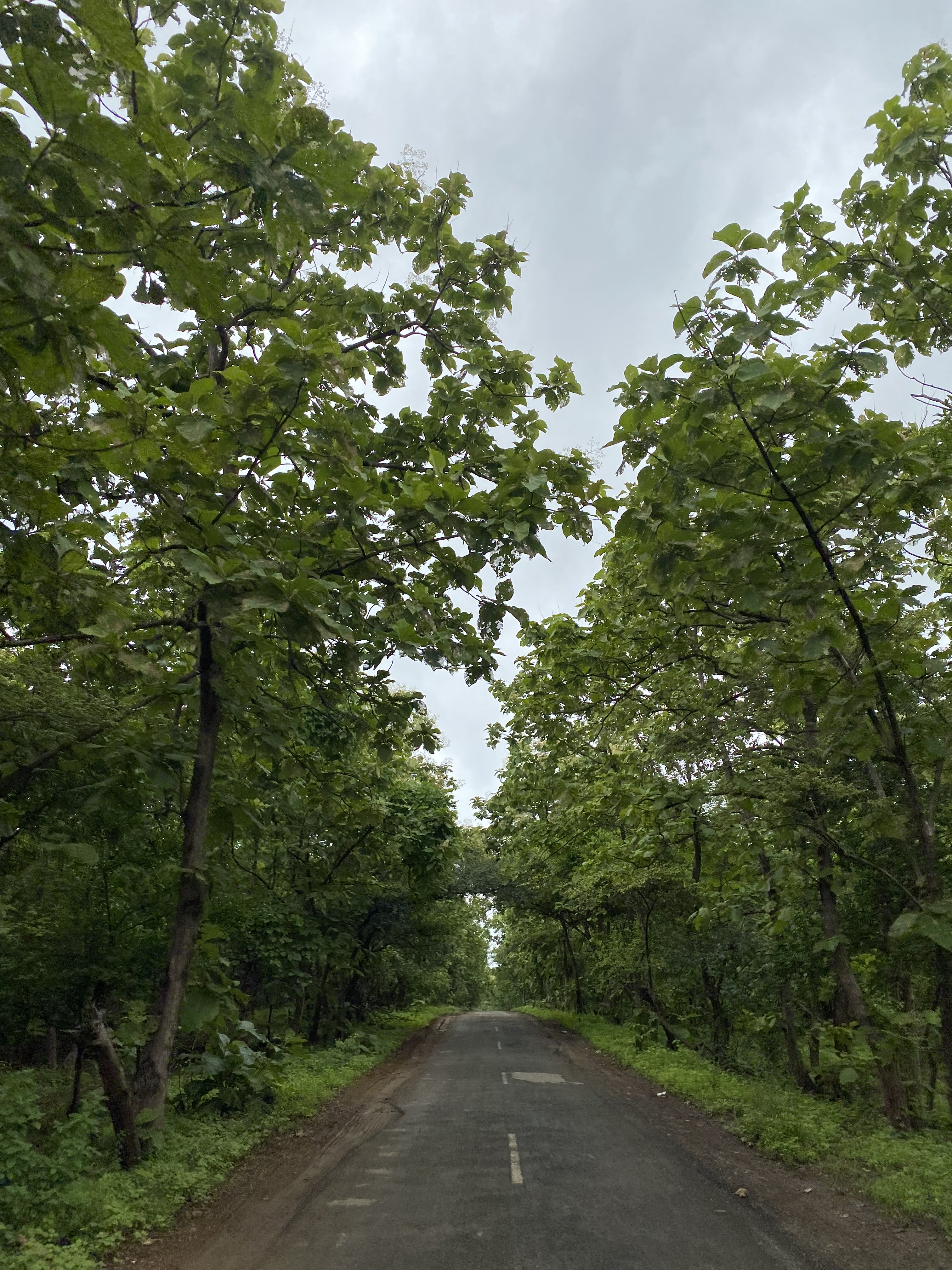 A narrow paved road flanked by dense green trees, creating a tunnel-like canopy. The sky is overcast, lending a calm, serene atmosphere to the lush natural setting.