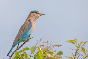 
A colorful Indian roller bird with blue and brown plumage perched on a branch with green leaves, set against a clear sky.