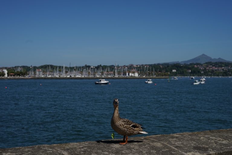 A duck on the edge of a coastal causeway. Boats can be seen sailing and a small harbor in the background.