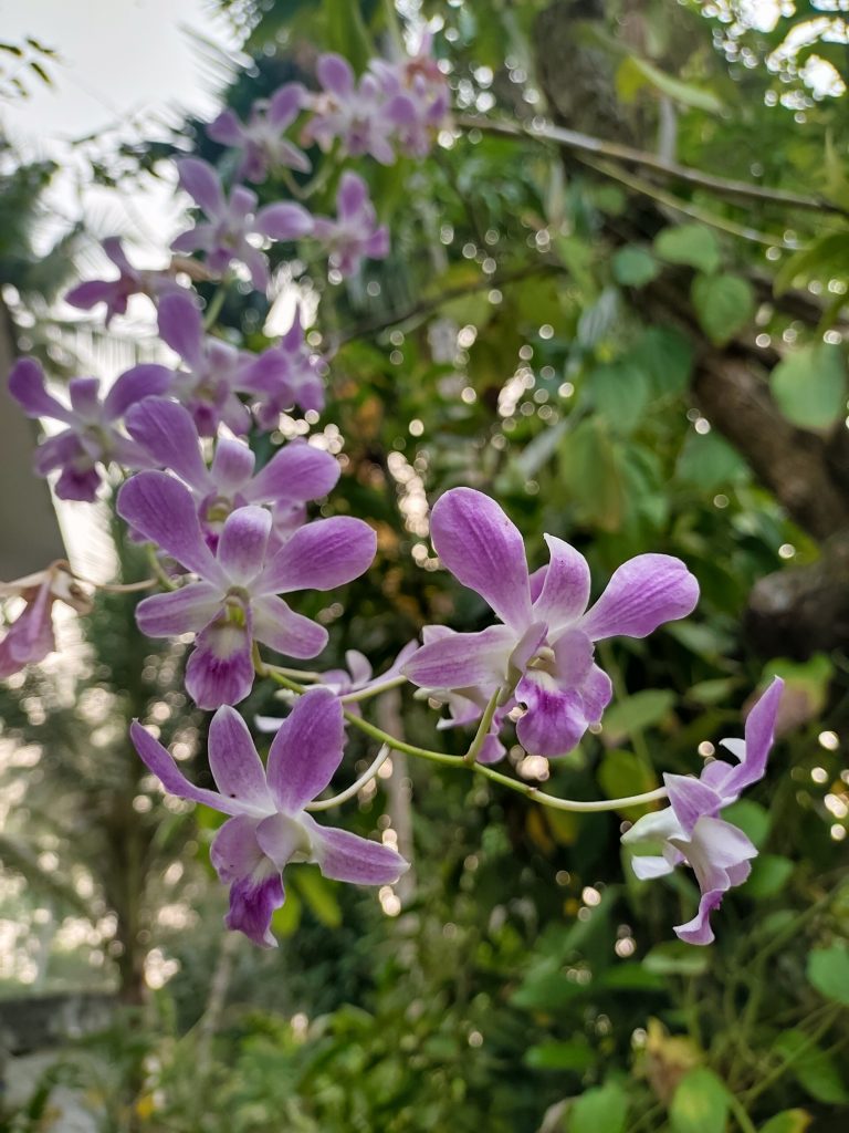 Purple orchids in bloom with a blurred green background.