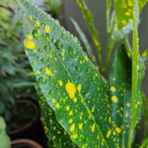 Close-up of a green leaf with yellow spots, covered in water droplets.