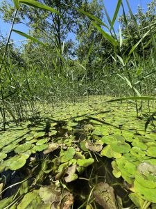 A lush wetland scene with abundant green lily pads covering the water's surface