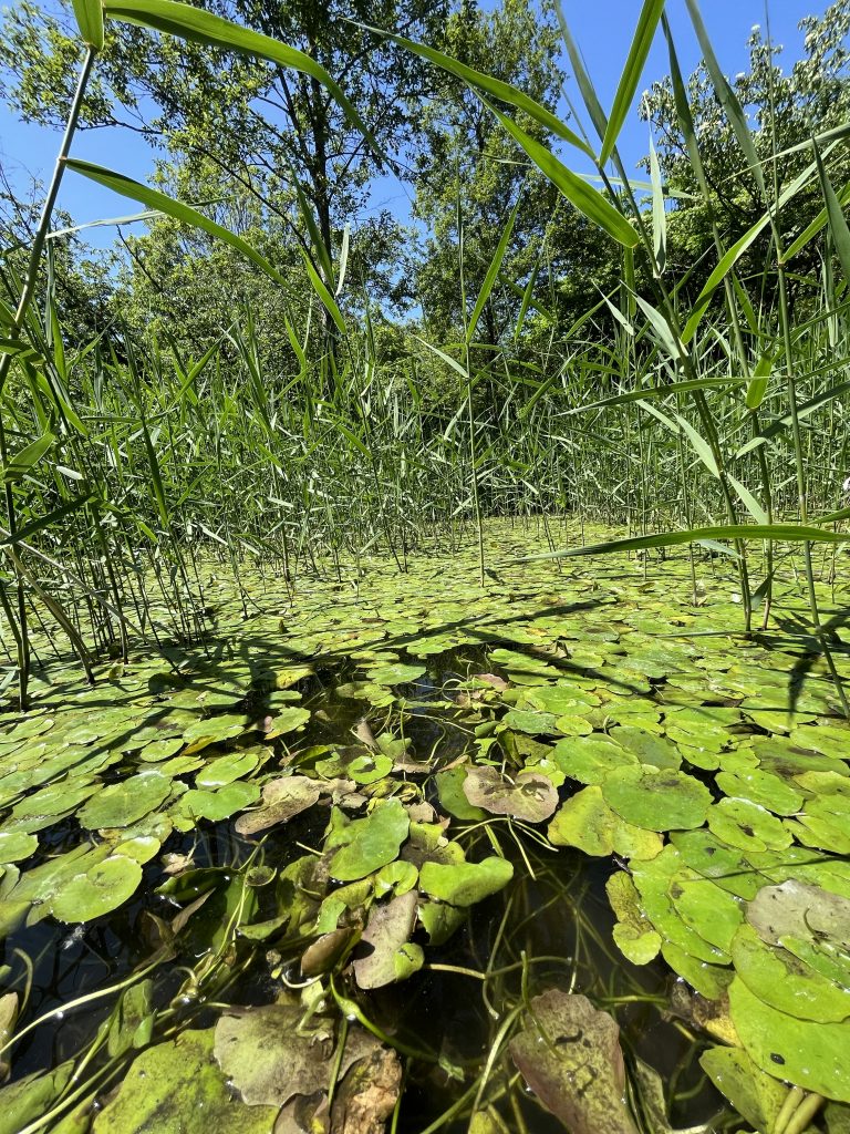 A lush wetland scene with abundant green lily pads covering the water’s surface