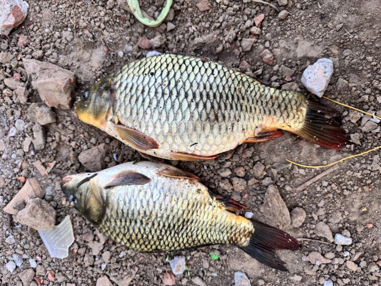 Two fish lying on rocky, textured ground with visible scales and fins.