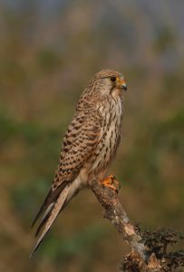 
A small common kestrel female with mottled brown and black plumage perched on a branch, with a blurred greenish background.