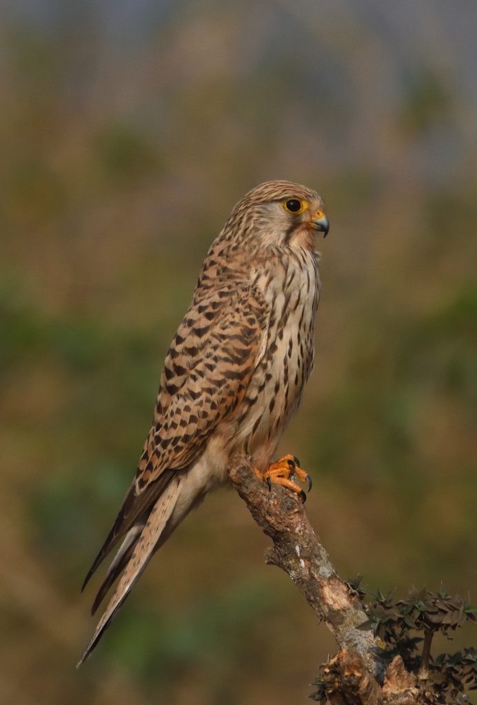 A small common kestrel female with mottled brown and black plumage perched on a branch, with a blurred greenish background.