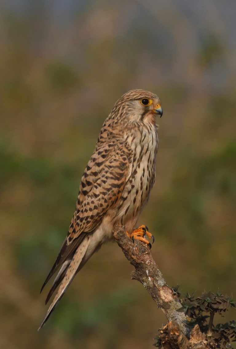 A small common kestrel female with mottled brown and black plumage perched on a branch, with a blurred greenish background.