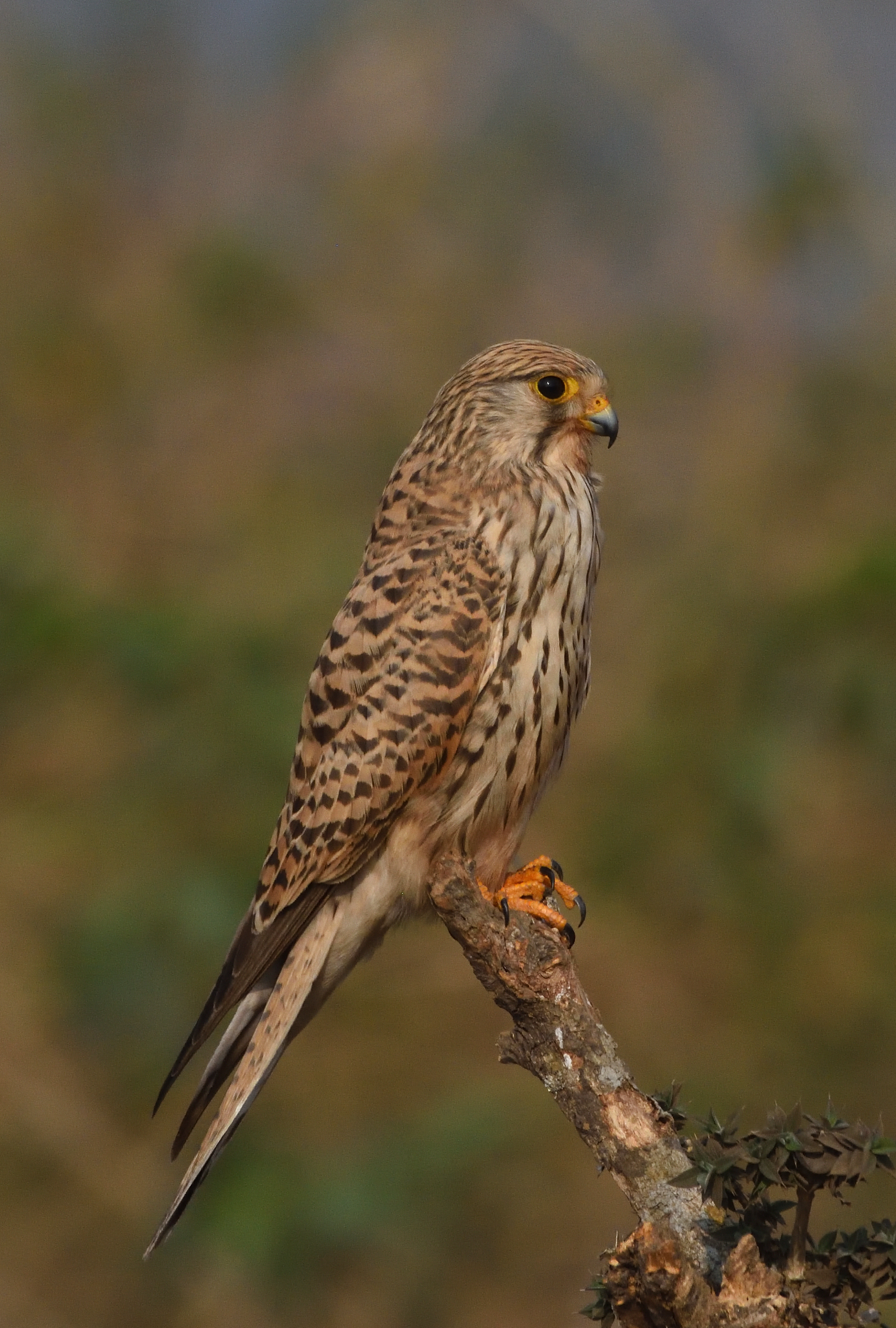 
A small common kestrel female with mottled brown and black plumage perched on a branch, with a blurred greenish background.