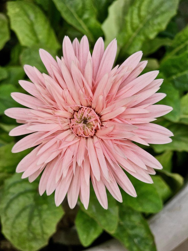 Pink Gerbera’s charm.