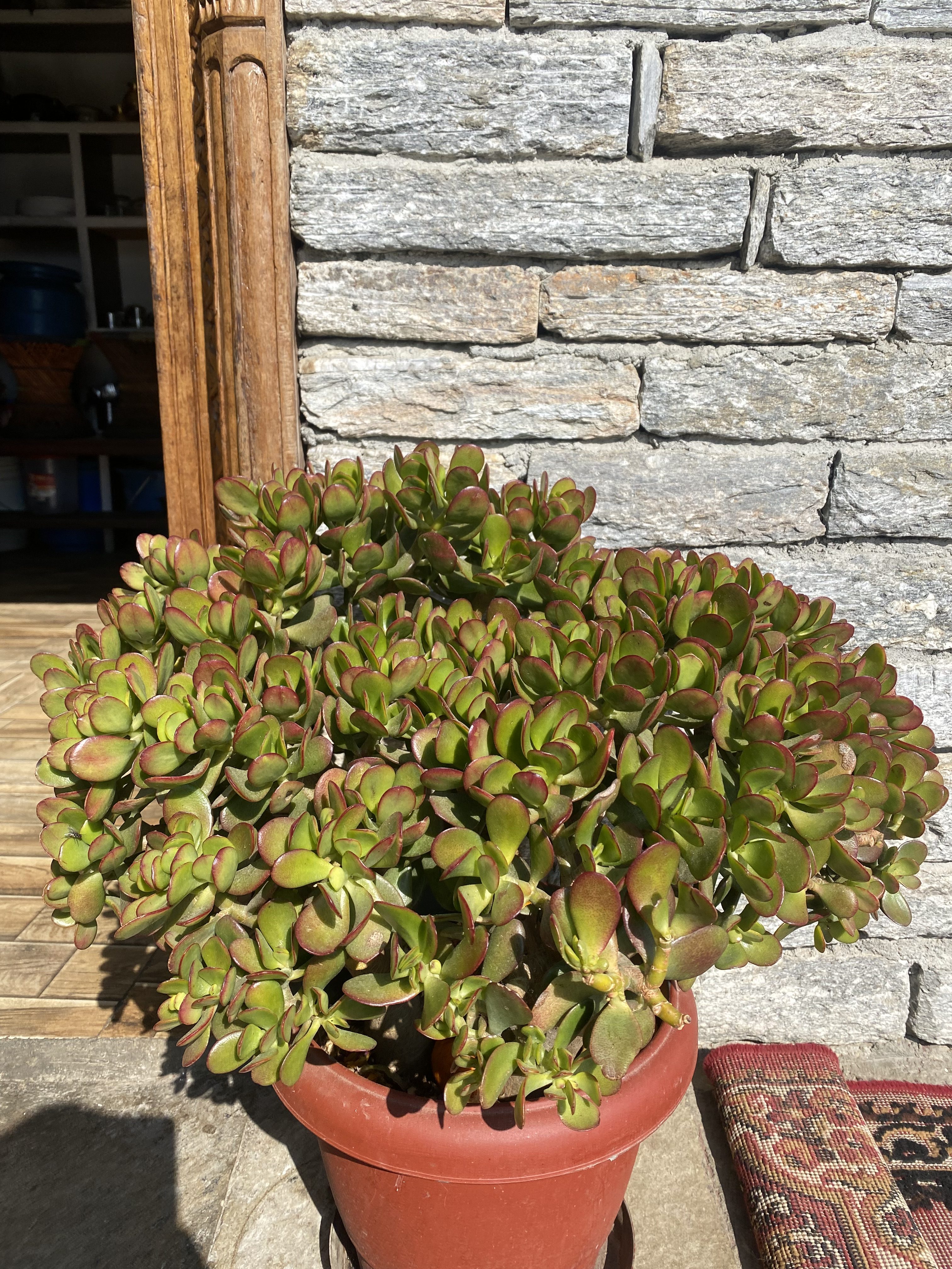 A large jade plant in a red pot is placed on a tiled floor against a textured stone wall. Sunlight illuminates the green leaves, highlighting their reddish edges. The setting includes a wooden door and partially visible patterned rug.