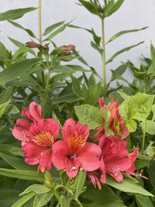 Vibrant pink flowers with yellow and black accents surrounded by lush green leaves.