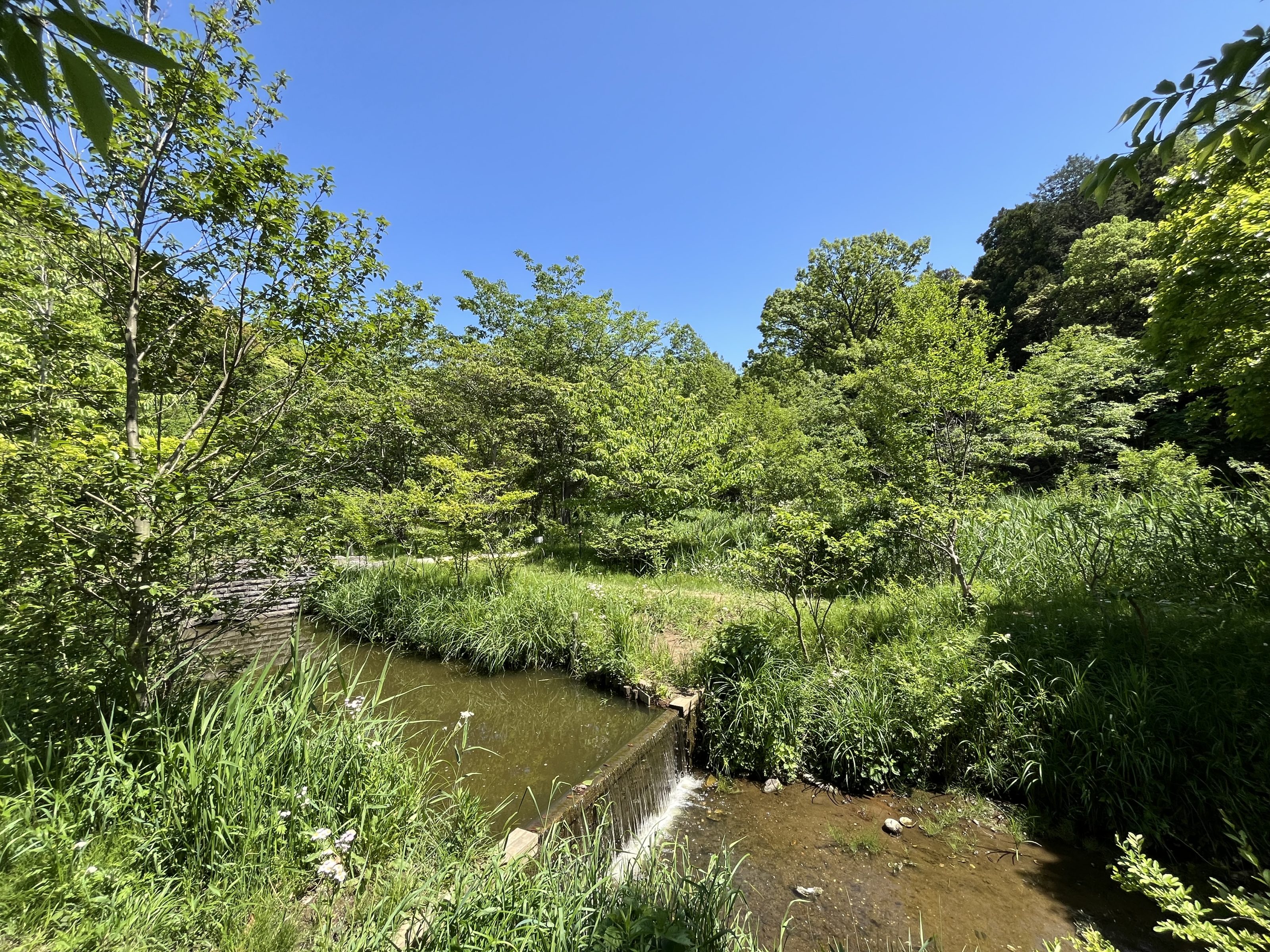 A lush, green landscape with a small, clear stream flowing through tall grass and trees under a bright blue sky.