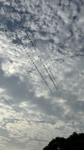 A group of birds perched on power lines against a background of a cloudy sky.