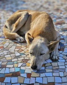 A street dog is sleeping in sunlight. From Hanuman Tekdi, Pune.