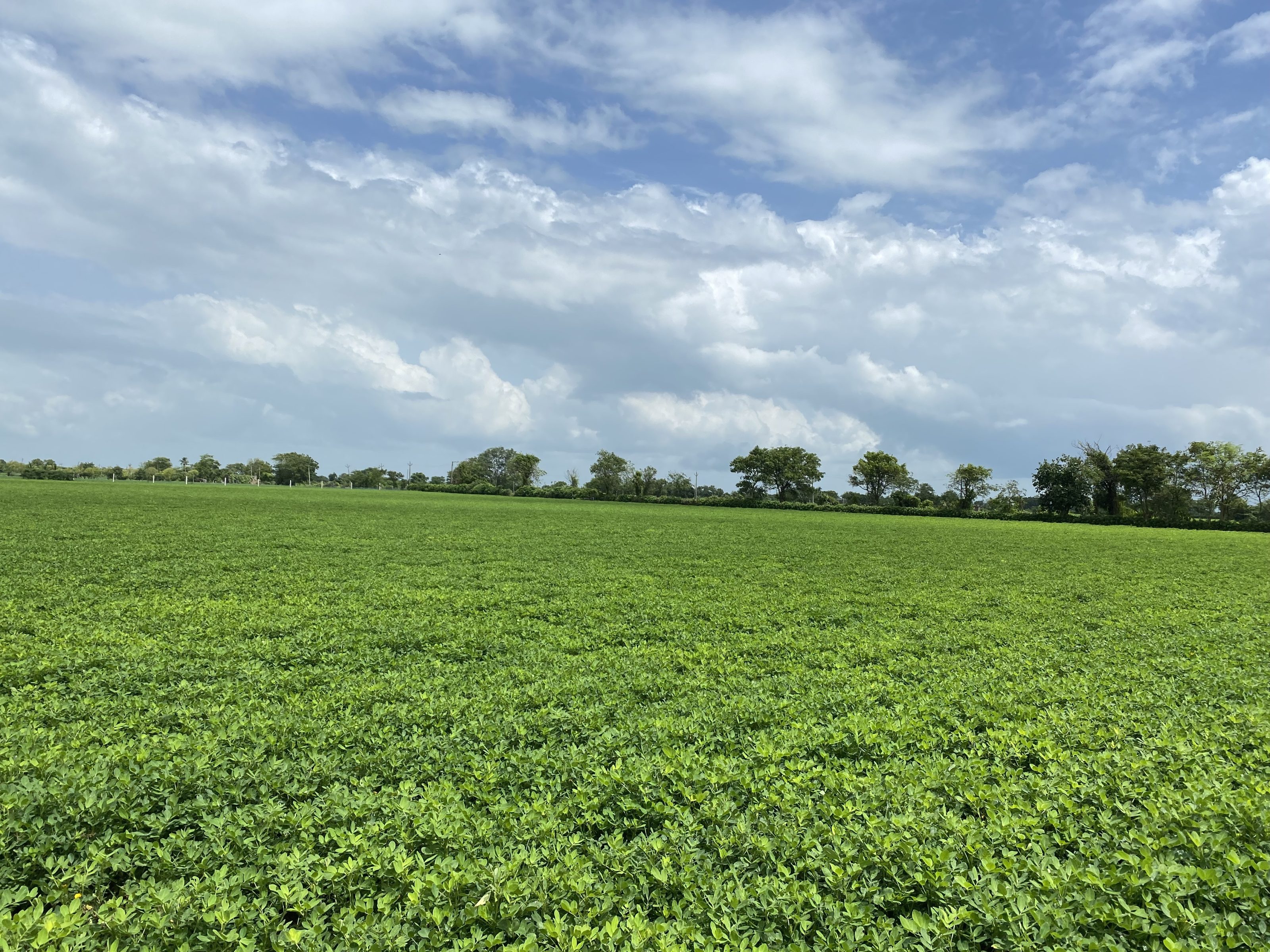 A lush green agricultural field stretches across the foreground, under a partly cloudy blue sky, with a line of trees in the distance.