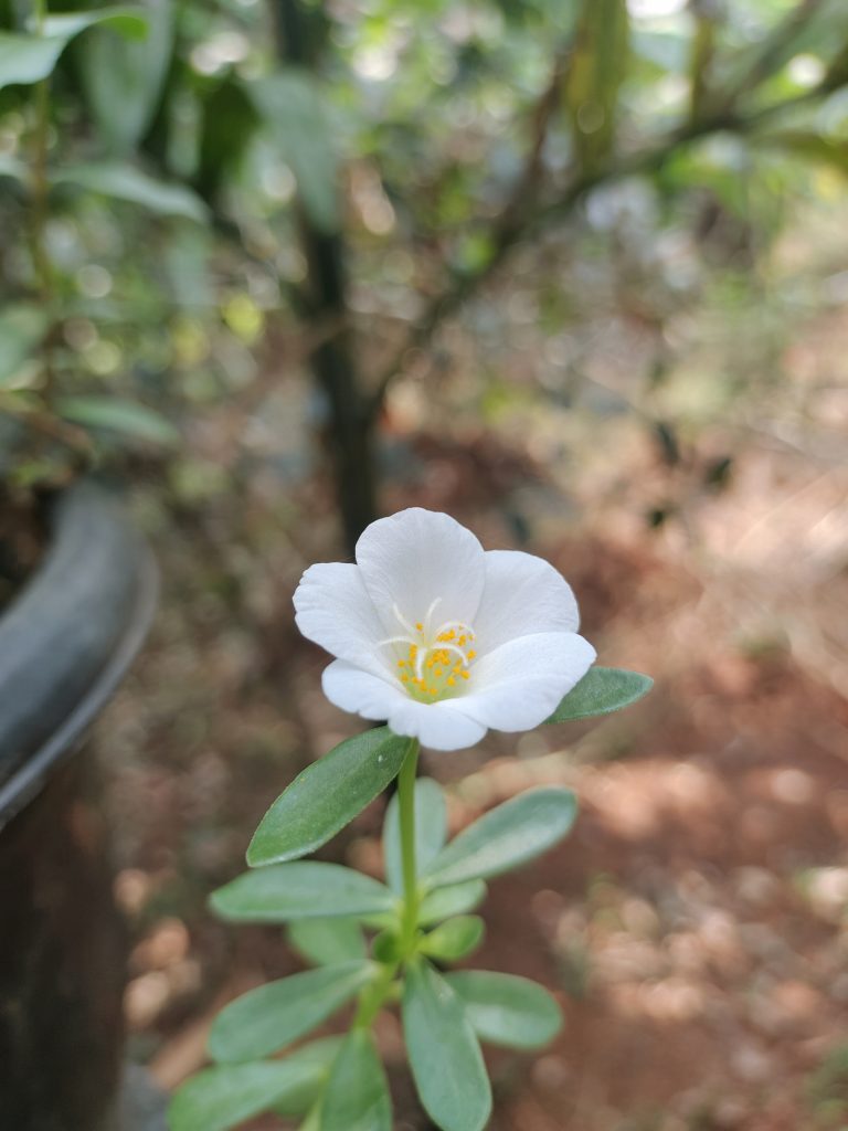 A close-up of a single white flower with a yellow center, surrounded by green leaves.