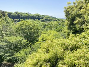 A lush green forest with various shades of leaves under a clear blue sky.