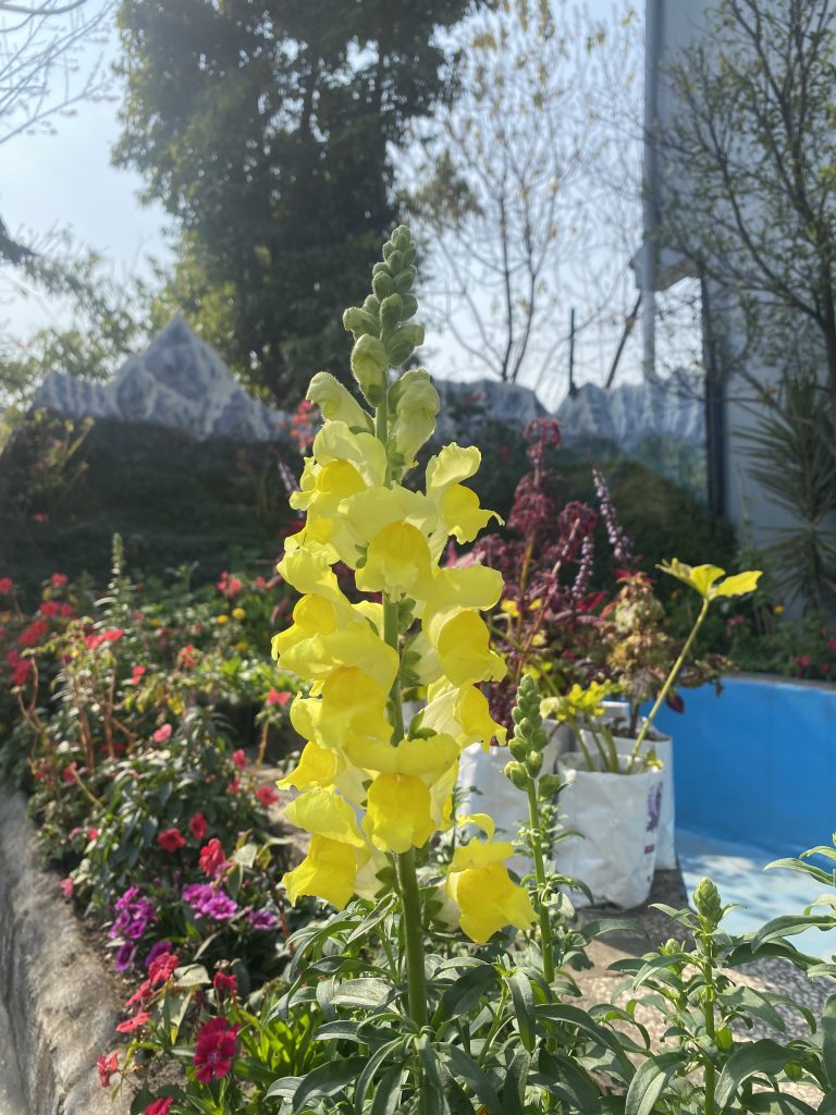 A close-up of a yellow snapdragon flower in full bloom, set against a blurred background with various colors of other flowers and greenery, in bright sunlight.