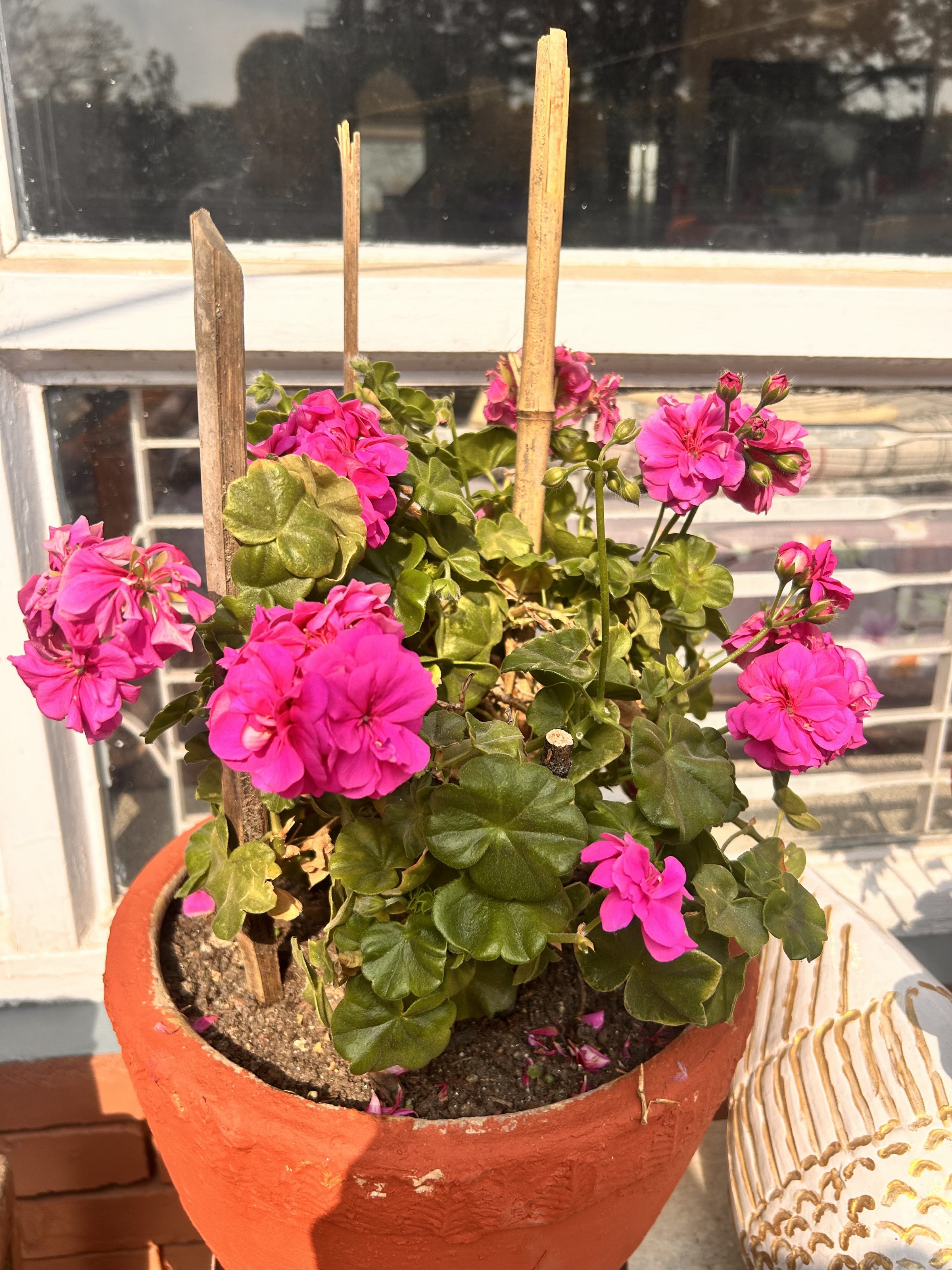 A terracotta pot with vibrant pink flowers and green leaves, placed on a windowsill with a window in the background.