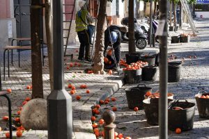 Workers wearing helmets and safety vests are collecting bitter oranges from the ground and placing them into large black buckets along a cobblestone street lined with trees.