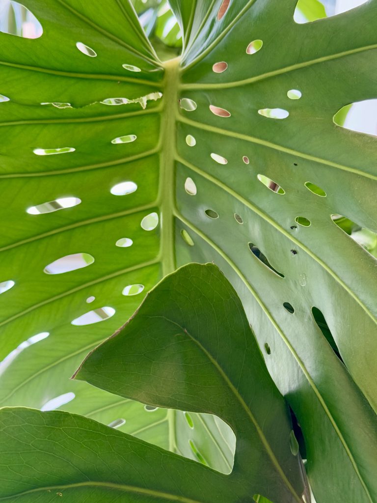 A close-up of lush green monstera leaves with their characteristic perforations and deep lobes. The natural light filtering through highlights the intricate vein patterns and vibrant textures of the foliage, creating a dynamic and fresh tropical atmosphere.