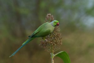 

A green parakeet with a red beak perched on a plant stem with a blurred green background.