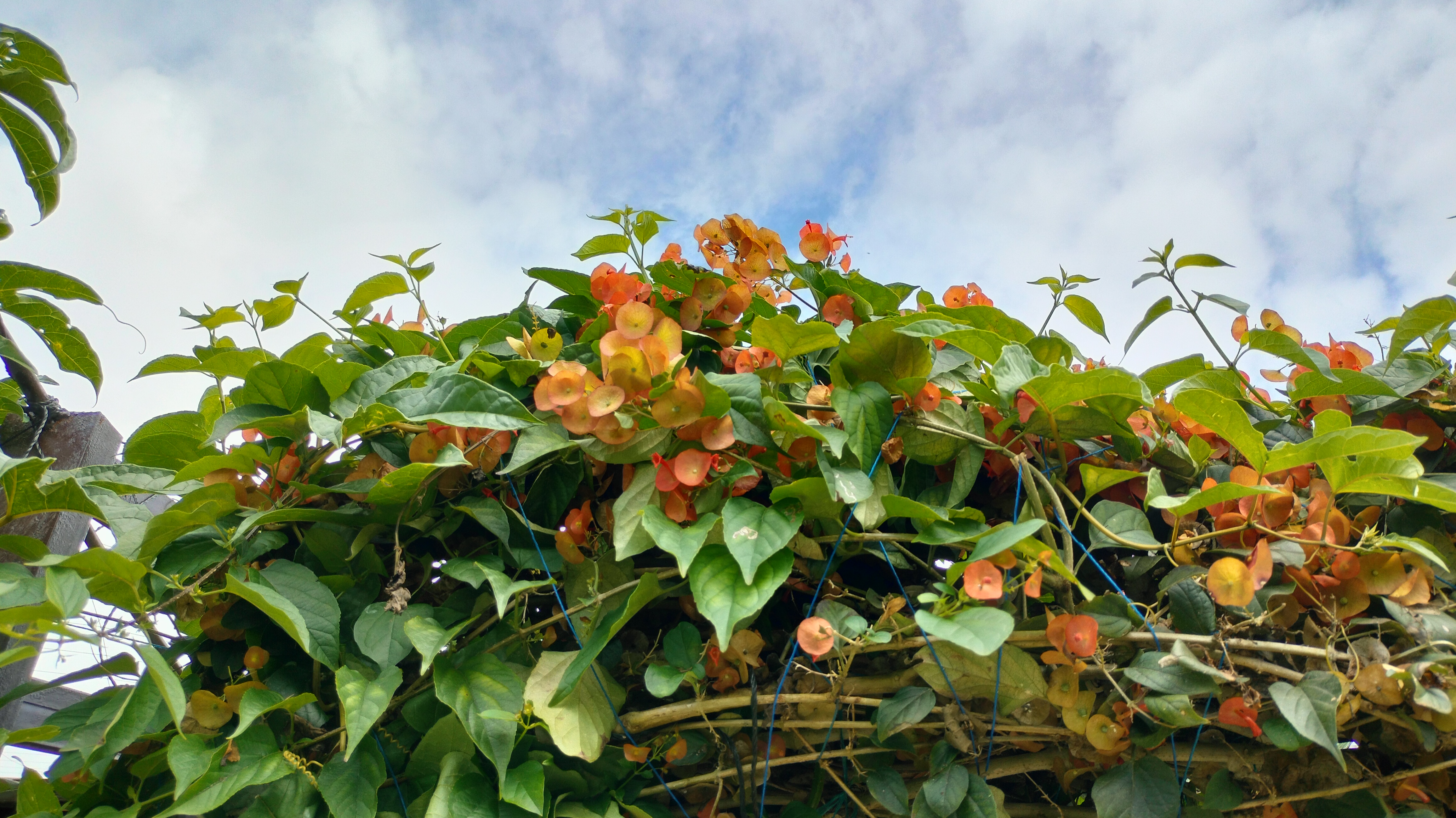 Delicate orange flowers peek through the vibrant green leaves, adding warmth and charm to this natural trellis.