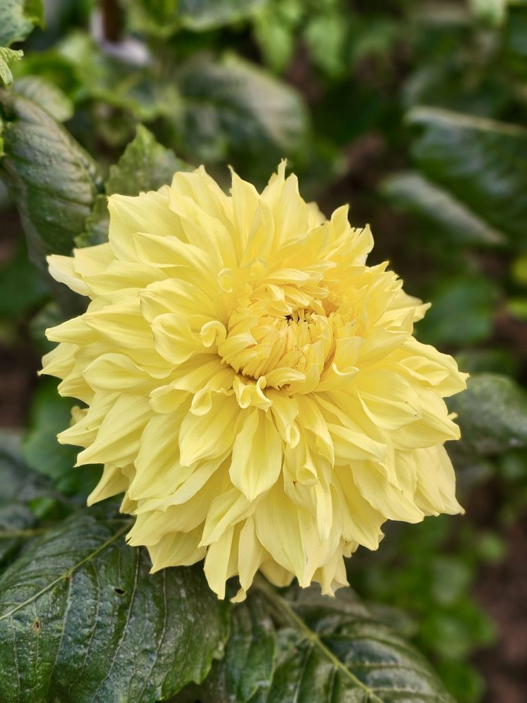 Close up of a yellow Dahlia flower. From Belur Math.