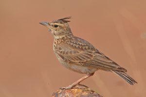 The crested lark is a species of lark widespread across Eurasia and northern Africa.