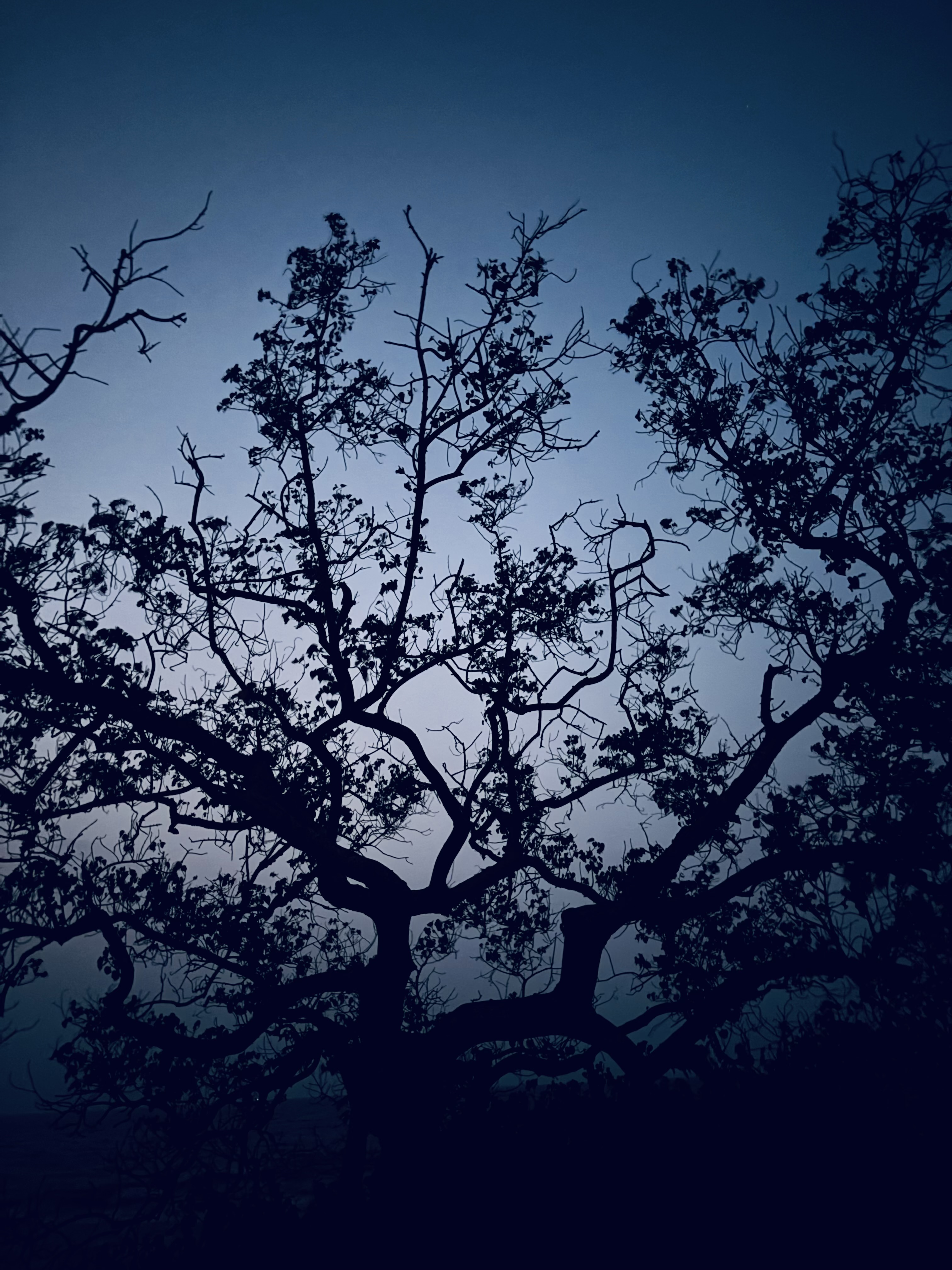 Silhouette of a leafless tree with intricate branches against a gradient sky transitioning from light to dark blue.