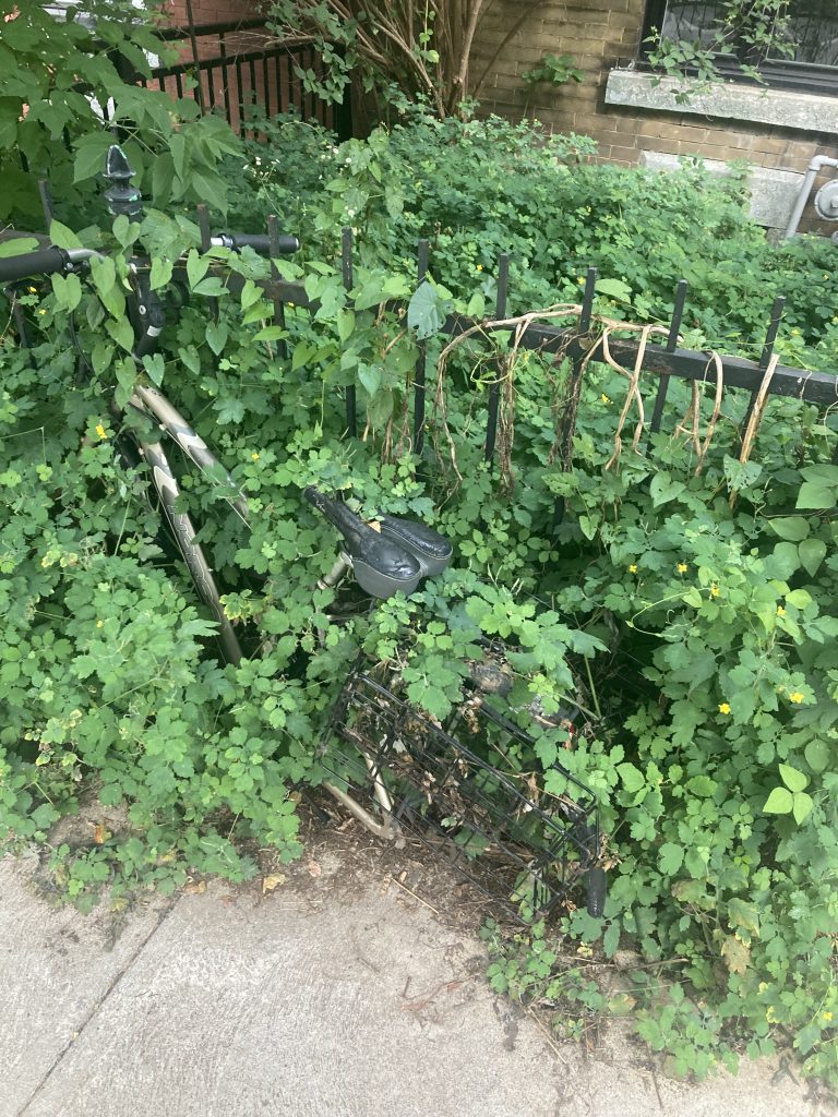 A bicycle is partially obscured by overgrown plants and vines, with its frame and handlebars surrounded by greenery. The bike is situated near a black metal fence, and the area appears to be neglected, with plants growing densely around it.