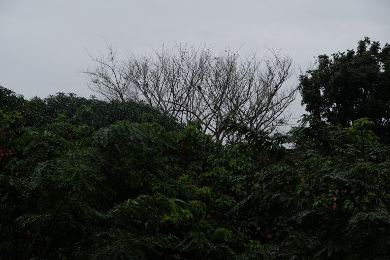 Lush green trees with dense foliage in the foreground and a bare tree with leafless branches in the background, set against an overcast sky.